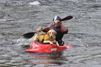 Kayak Dog